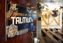 Le respect des animaux animaux